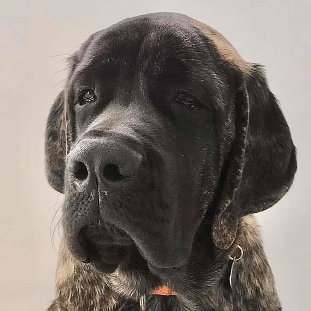 Meet your Posher, Chip